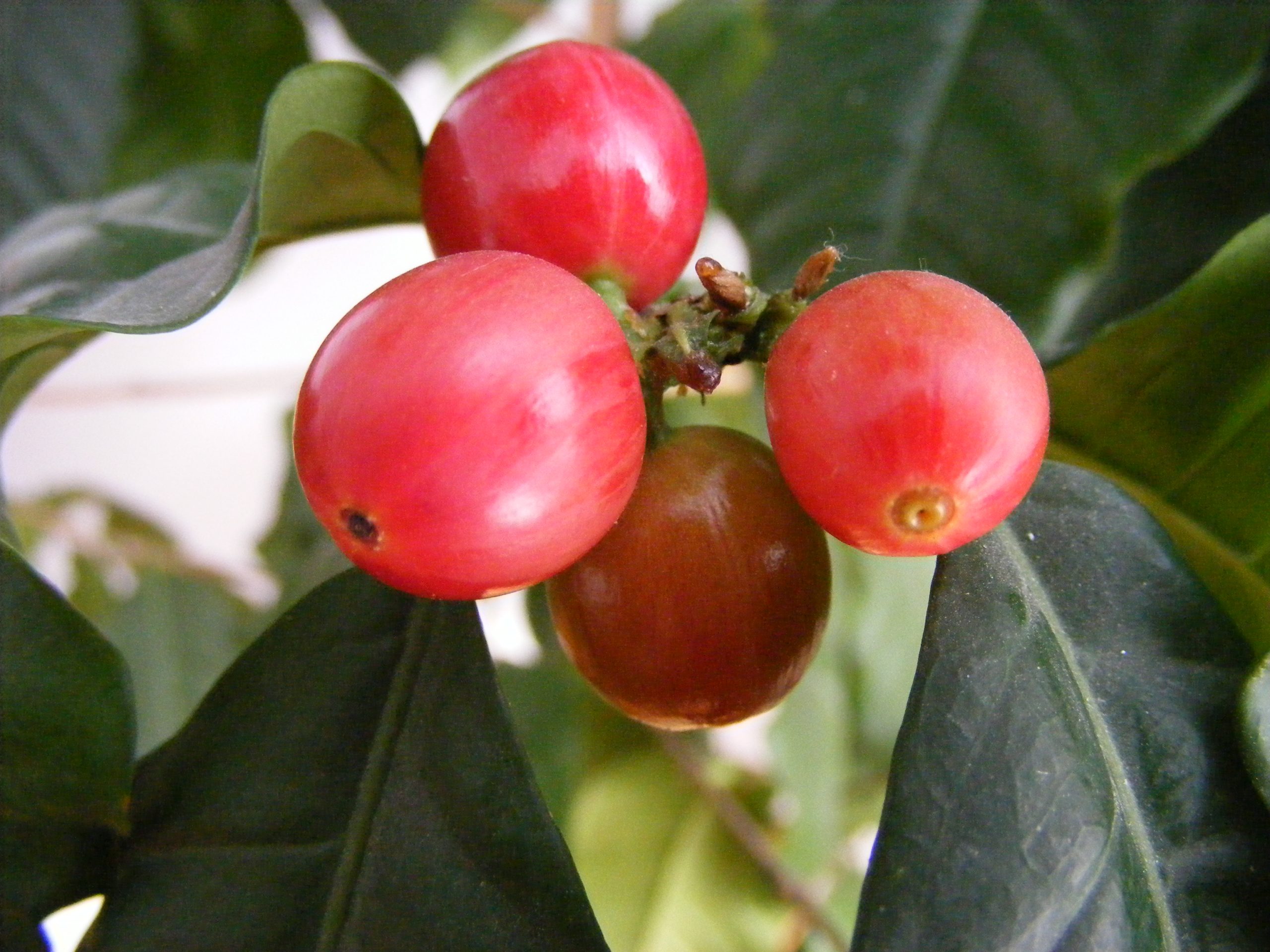 Arabica Coffee from NW Cameroon a5 scaled