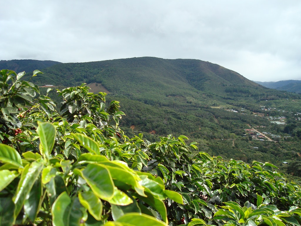 Impact of Geographic Location on Coffee Quality aseans6