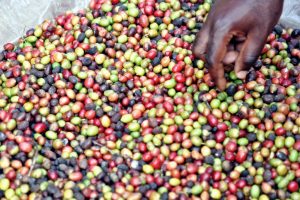 Supporting Cameroonian Coffee Industry and Protecting the Environment b3 300x200