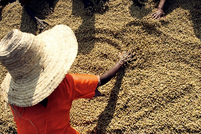 Home coffee drying1